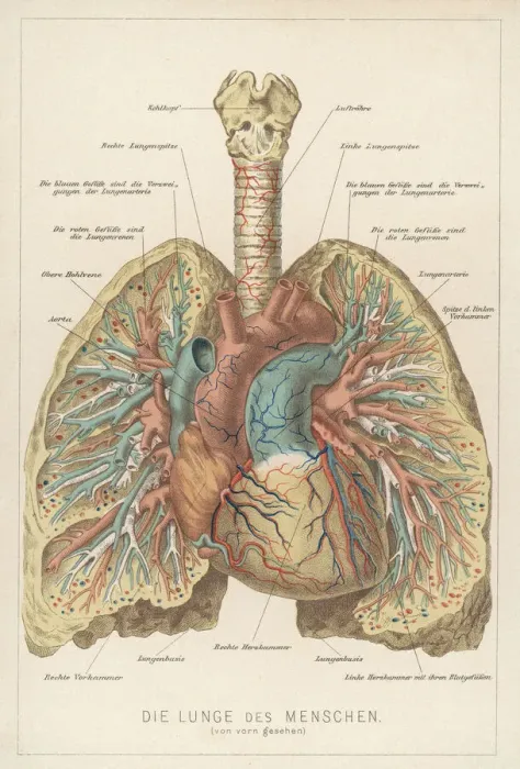 Framed Print : Front View of Lungs Print Framed Print : Front View of Lungs Print