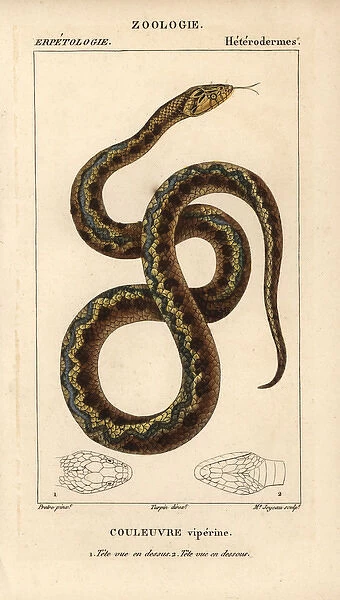 Viperine water snake, Natrix maura