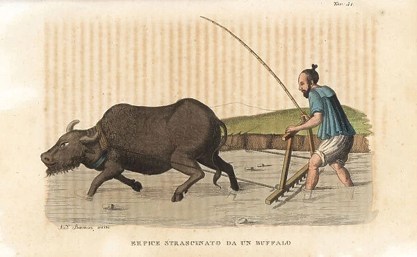 A water buffalo dragging a harrow