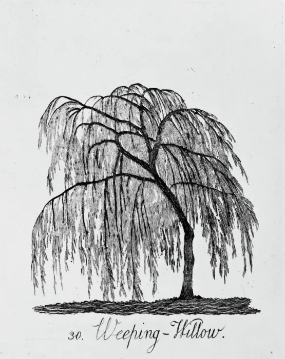 Framed Print : Weeping Willow Print from 1786 Tree Series Framed Print : Weeping Willow Print from 1786 Tree Series
