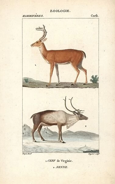 White-tailed or Virginia deer, Odocoileus virginianus