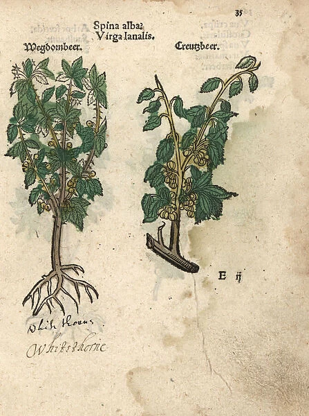 Whitethorn or hawthorn tree, Spina alba?
