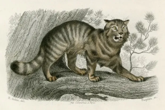 Framed Print : Wild Cat Print Framed Print : Wild Cat Print