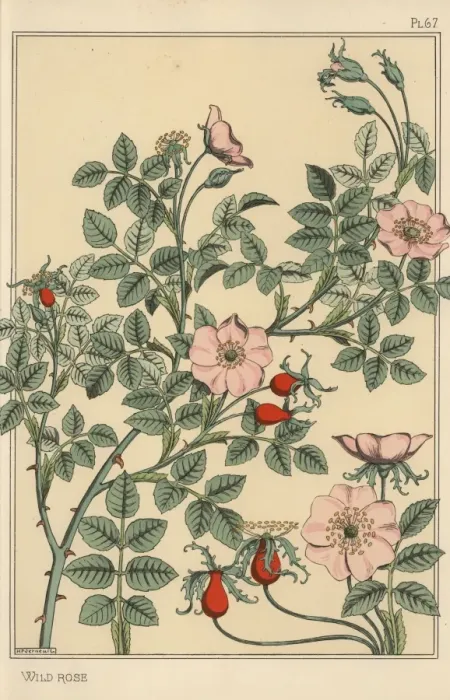 Framed Print : Wild Rose Botanical Study Print, 1897 Framed Print : Wild Rose Botanical Study Print, 1897