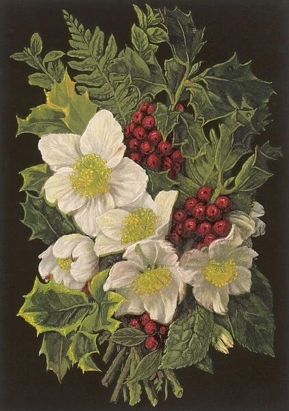 Winter Plants 1880
