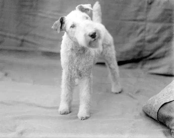 Framed Print : Early 1930s Wire-Haired Fox Terrier Print Framed Print : Early 1930s Wire-Haired Fox Terrier Print