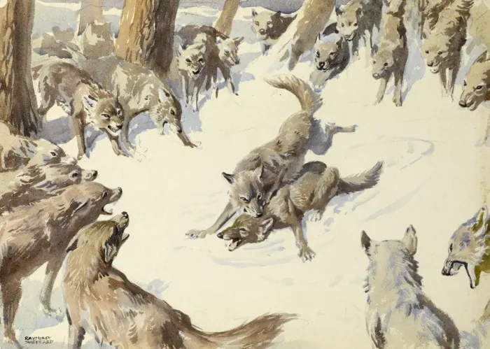 Framed Print : Wolves Engaging in Combat Print Framed Print : Wolves Engaging in Combat Print