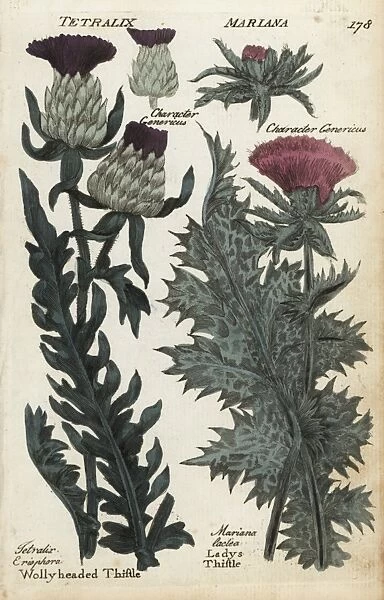 Woolly headed thistle and milk or ladys thistle