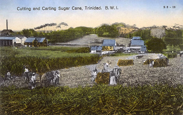 Workers on sugar plantation, Trinidad, West Indies