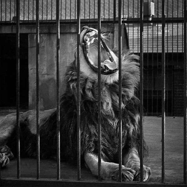 Yawning lion, London Zoo