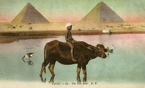 Young boy riding on ox along the edge of the Nile flood