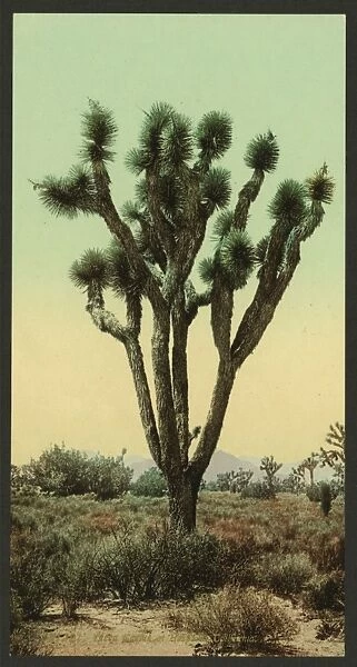 Yucca cactus at Hesperia, California