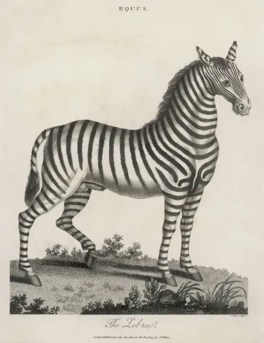 Framed Print : Zebra Print 1803