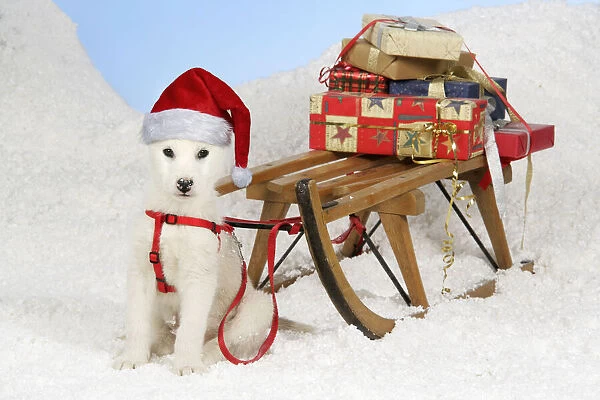 13131150. Husky Dog, puppy (7 weeks old) wearing Christmas hat with sledge