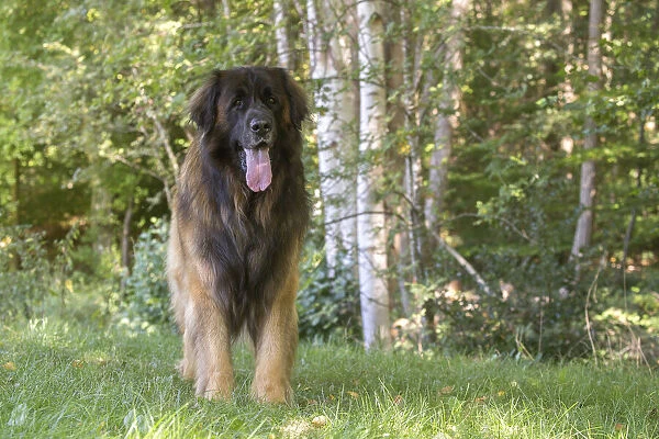 13131859. Leonberger dog outdoors Date