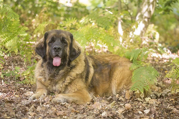 13131864. Leonberger dog outdoors Date