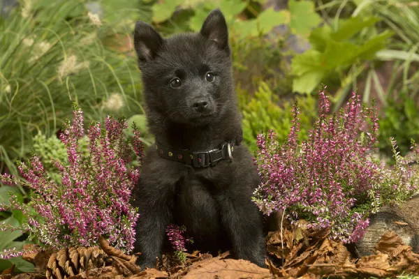 13132195. Schipperke puppy outdoors in Autumn Date