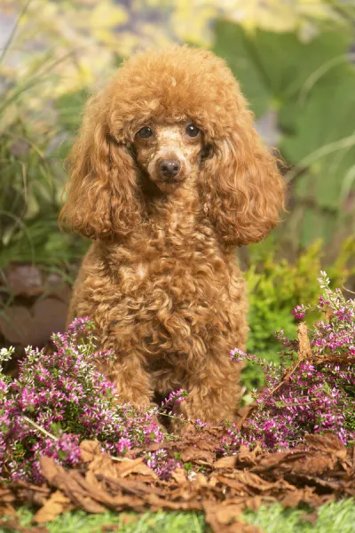 13132222. Toy Poodle dog outdoors in Autumn Date For sale as