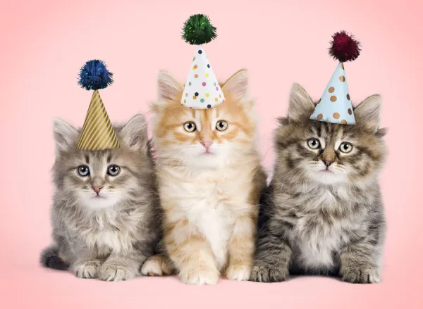 13132235. Siberian Cat, kittens wearing birthday party hats with pom poms Date