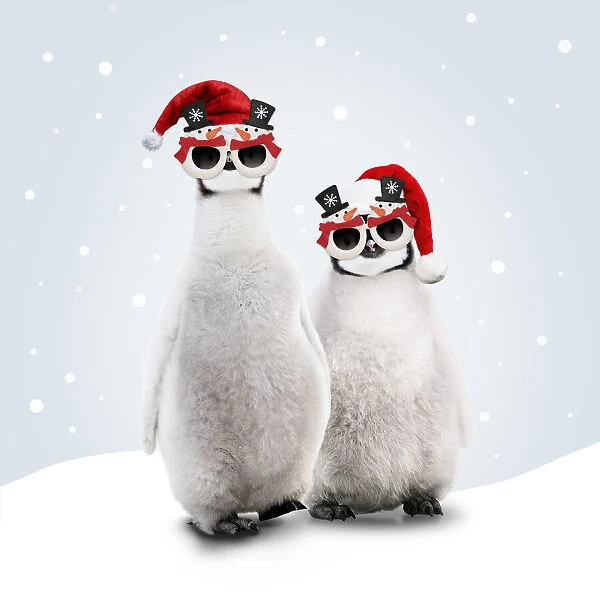 13132707. Emperor Penguin, young wearing Christmas hats