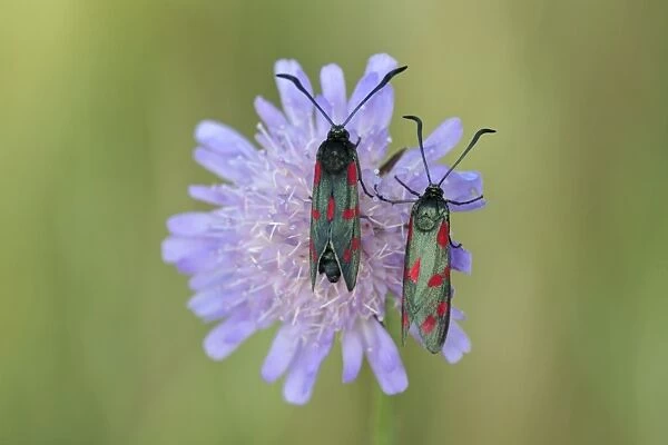 6-spot Burnet - two insects resting on scabious flower, Hessen, Germany