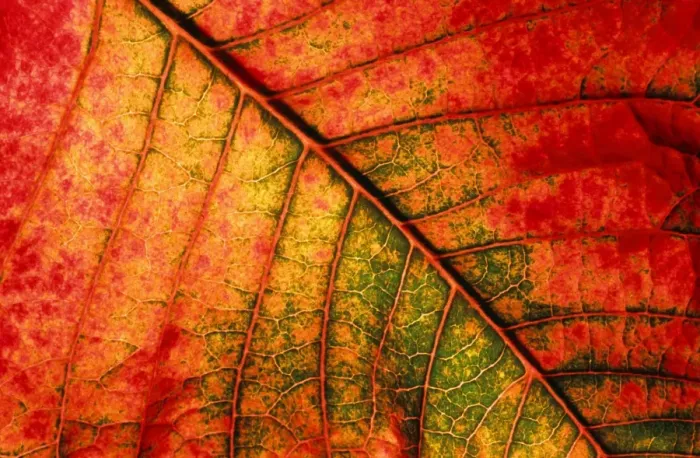 Framed Print : Autumn Leaf Print - Underside Framed Print : Autumn Leaf Print - Underside