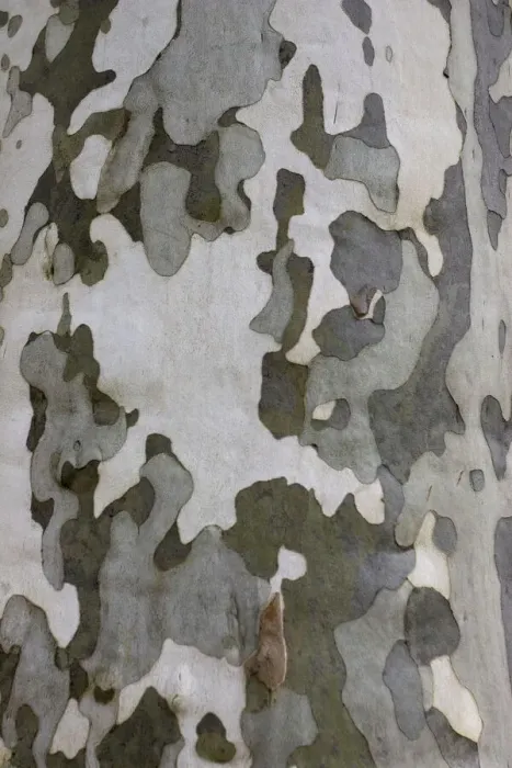 Framed Print : Plane Tree Bark Print Framed Print : Plane Tree Bark Print
