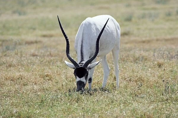 Addax - grazing - remnant population in North Africa