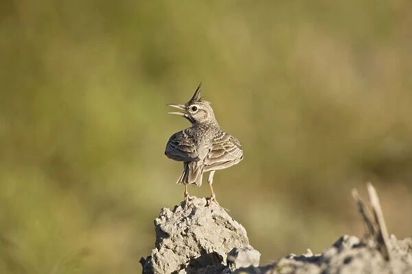 Adult Crested Lark Rhodes Greece May