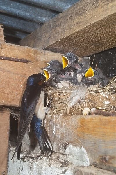 Adult feeding young swallows on the nest - Cornwall - UK