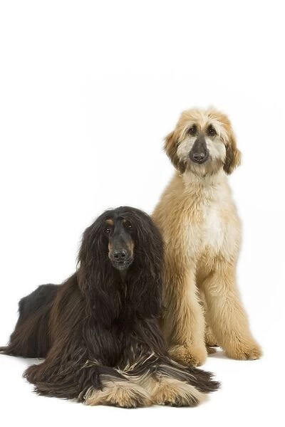 Afghan Hounds. Also know as Tazi
