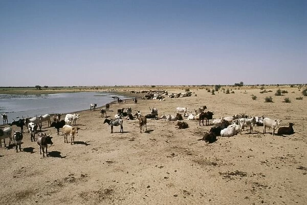 Africa Cattle herd by water, desertification. Sahel region, Burkina Faso