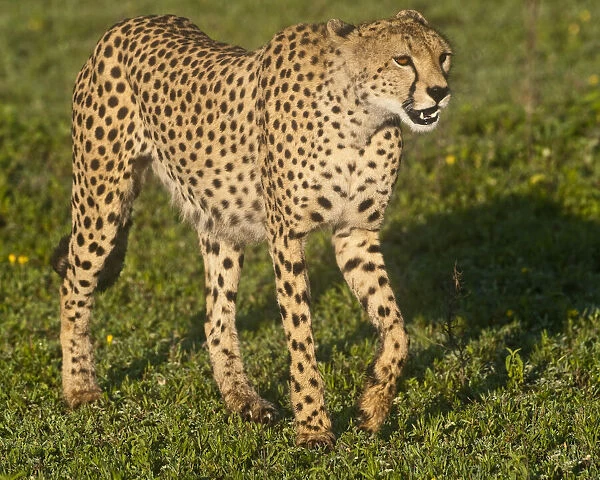 Africa. Tanzania. Female Cheetah at Ndutu in the Ngorongoro #25401815