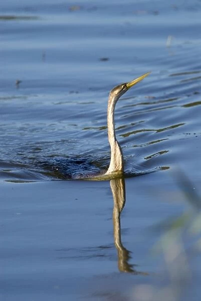 African Darter  /  Darter  /  Snakebird fishing in dam with body characteristically submerged. Andries Vosloo Kudu Reserve, nr. Grahamstown, Eastern Cape, South Africa