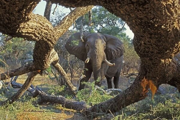 African Elephant - Bull feeding on tree it has pushed over. Mana Pools National Park, Zimbabwe, Africa. 3ME971
