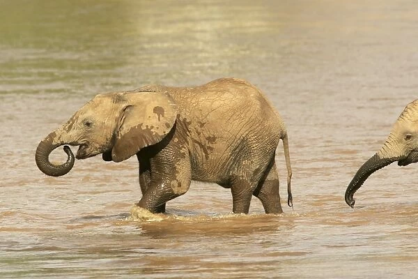 African Elephant - calf in water drinking. Samburu National Park - Kenya - Africa