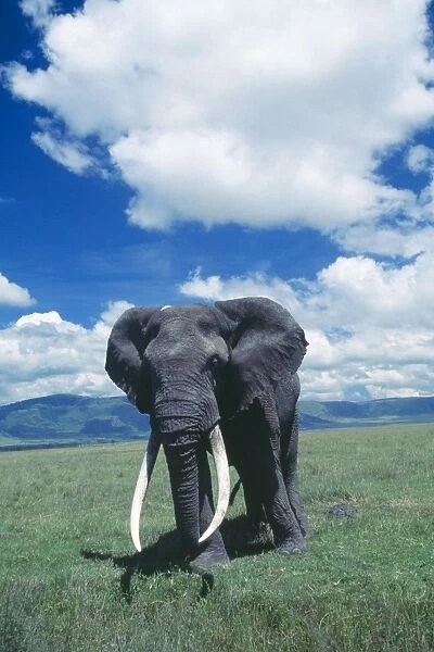 African Elephant - Old male. Ngorongoro Crater, Tanzania