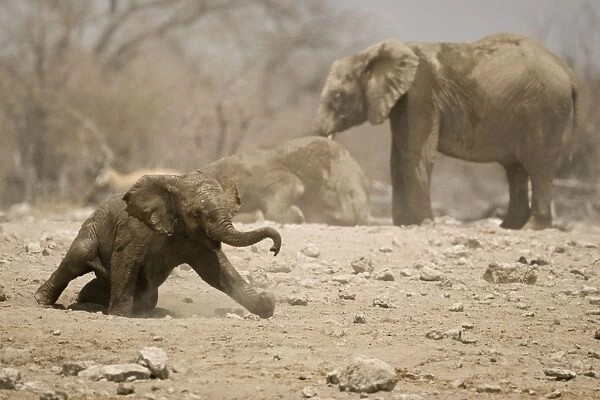 African Elephant Young calf playing in the dust Goas, Etosha National Park, Namibia, Africa