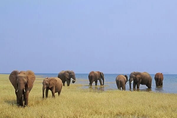 African Elephants - Feeding. Lake Kariba, Matusadona National Park, Zimbabwe, Africa. 3ME1117