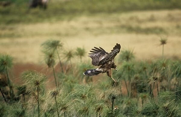 African Harrier-hawk - Immatue coming in to land