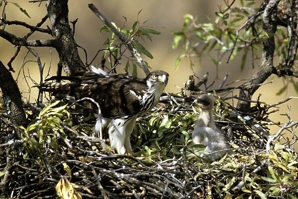 African Hawk Eagle - South Africa