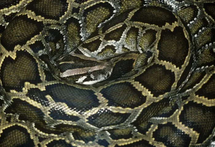 Framed Print : African Rock Python - Coiled Print Framed Print : African Rock Python - Coiled Print