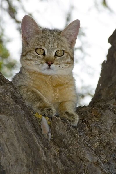 African Wild Cat - Kitten sheltering in camelthorn during heat of day. Predator of rodents and other small mammals, birds, amphibians, reptiles and invertebrates. Widespread. Kgalagadi Transfrontier Park, Northern Cape, South Africa