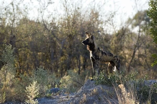 African Wild Dog - Looking out over woodlands - Northern Botswana - Africa - *Endangered species