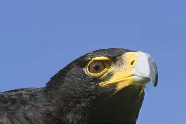 Aigle de Verreaux Black Eagle Aquila verreauxii