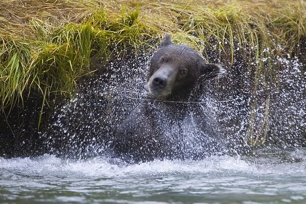 Alaskan Brown Bear - shaking in water - Katmai National Park, Alaska