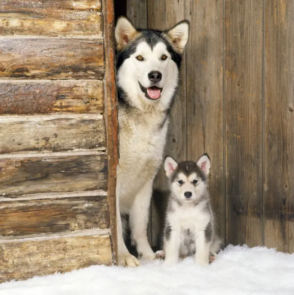 Alaskan Malamute Dog - with puppy at log cabin door