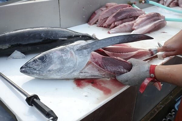 Albacore Tuna  /  Rose of the sea - being filleted - Oregon - USA
