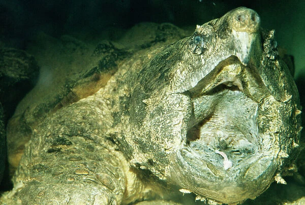 Alligator Snapper Turtle Showing lure formed by tongue, South America