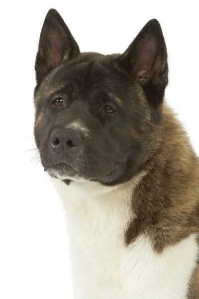 American Akita